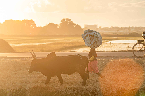 Rice field in the Analamanga region, credit: Falihery-Francisco / AFD