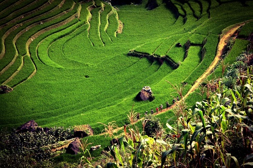 Terrasses au Vietnam. Crédit : domaine public.