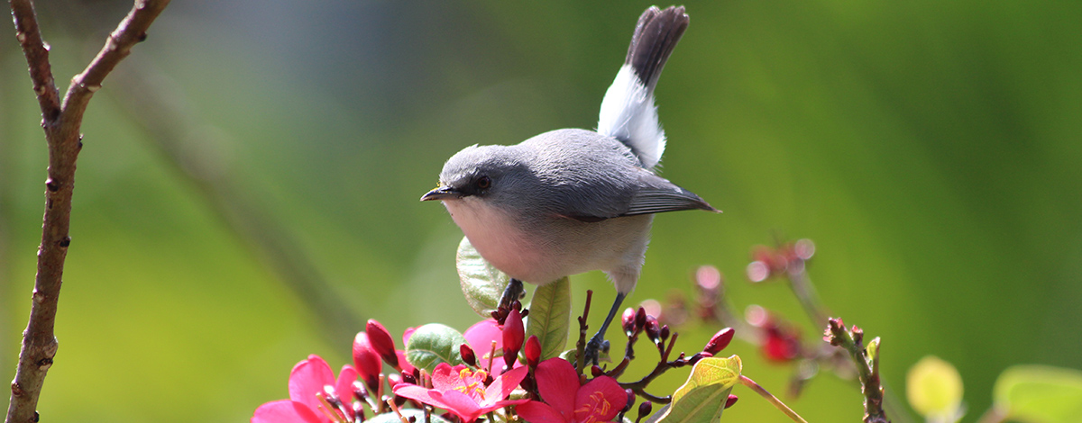 Zostérops gris de Maurice (c) Dany13 sur Flickr (CC-BY-2.0)