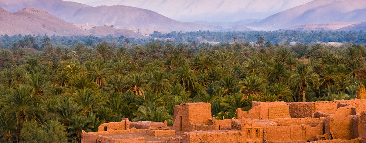 Forêt au Maroc (c) Sergey Pesterev sur Unsplash
