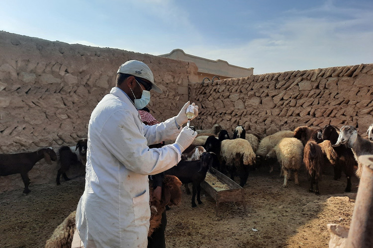 Vaccination du bétail