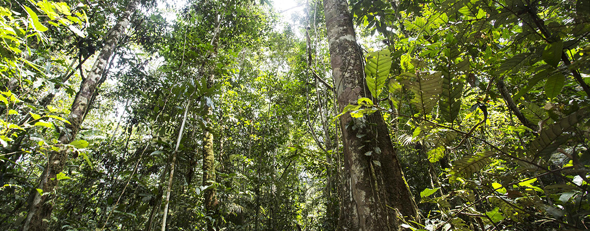 Forêt amazonienne. Crédit: Gaia Amazonas