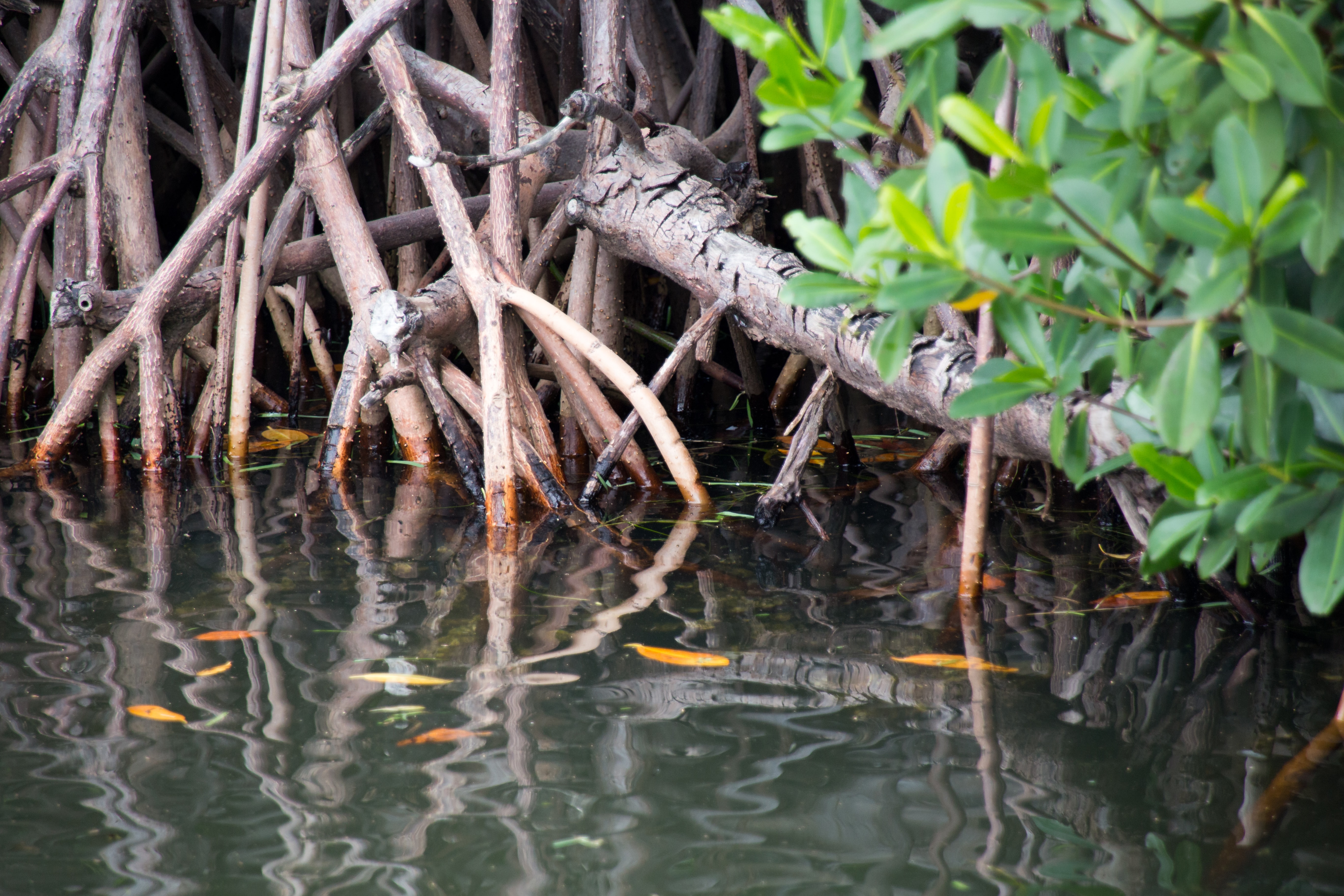 Mangrove