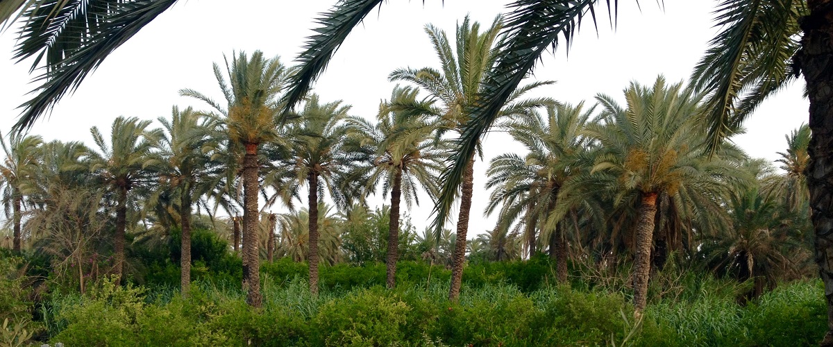 culture-oasis-gabes-c-elodie-afonso.jpg