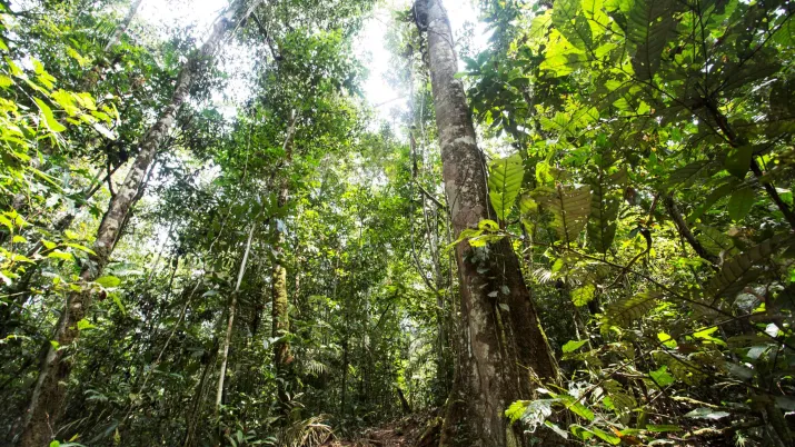 Forêt amazonienne. Crédit: Gaia Amazonas