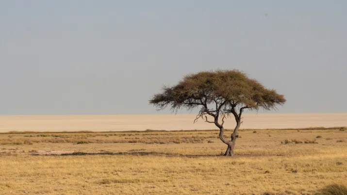 Arbre au milieu de la nature aride.