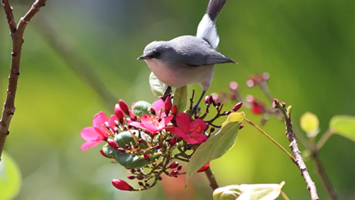 Zostérops gris de Maurice (c) Dany13 sur Flickr (CC BY 2.0)