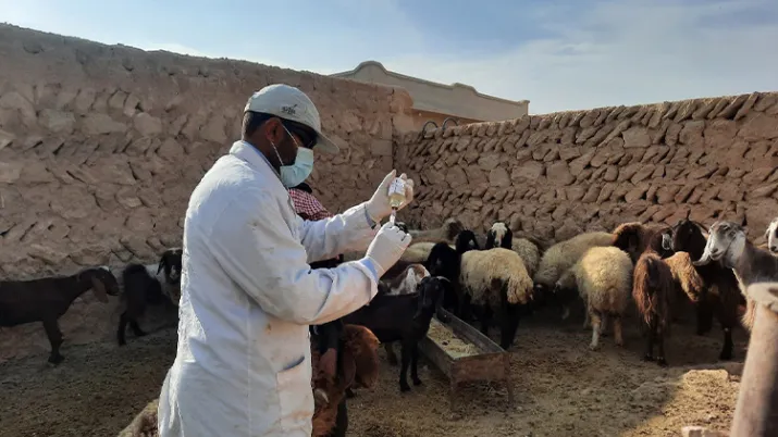 Vaccination du bétail