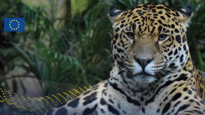 Jaguar en Mésoamérique