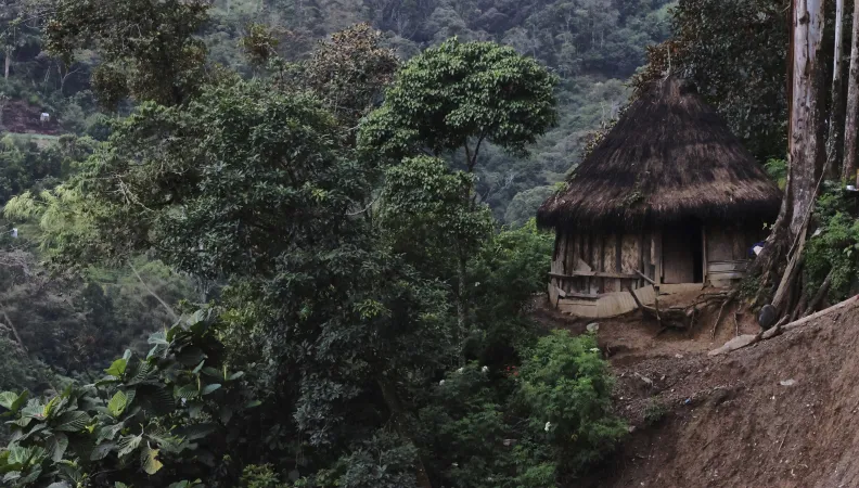 Forêt en Papouasie Nouvelle-Guinée