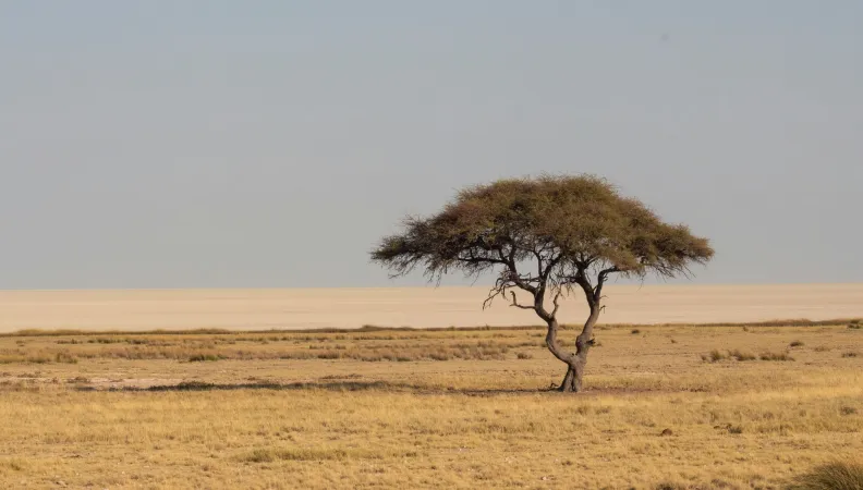 Arbre au milieu de la nature aride.