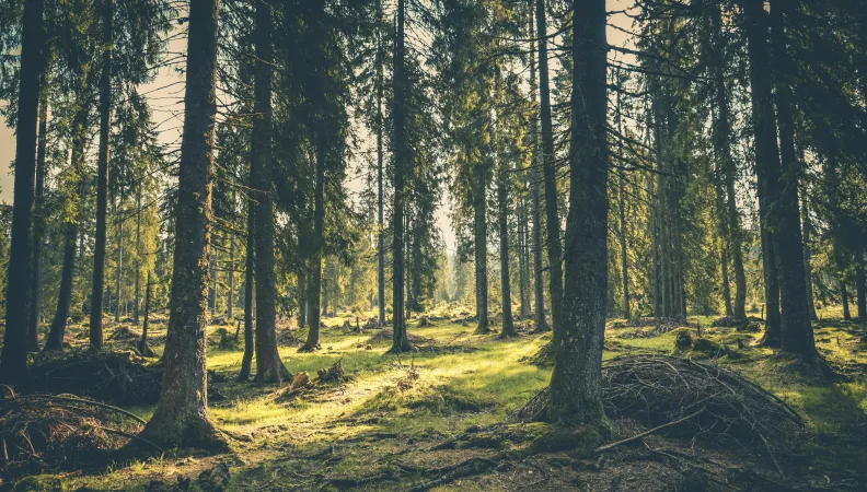 Forêt