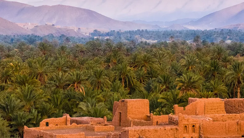 Forêt au Maroc (c) Sergey Pesterev sur Unsplash