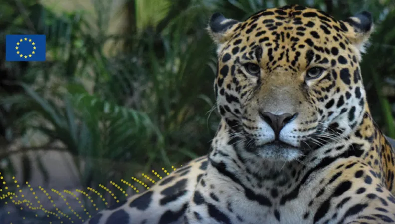 Jaguar en Mésoamérique