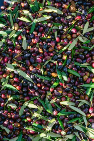 Olives