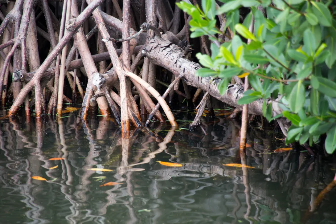 Mangrove