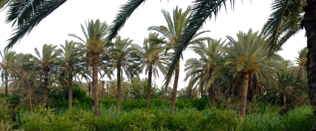 culture-oasis-gabes-c-elodie-afonso.jpg